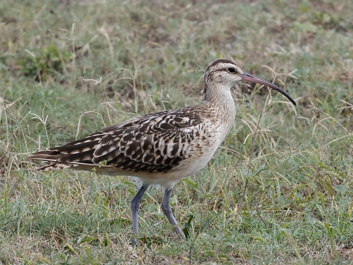 Bristle-thighed Curlew - ML646387748