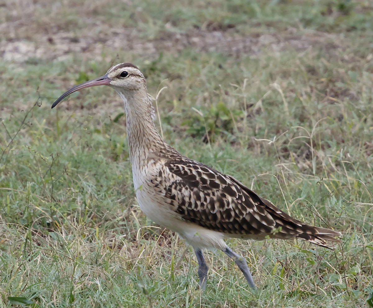 Bristle-thighed Curlew - ML646387749