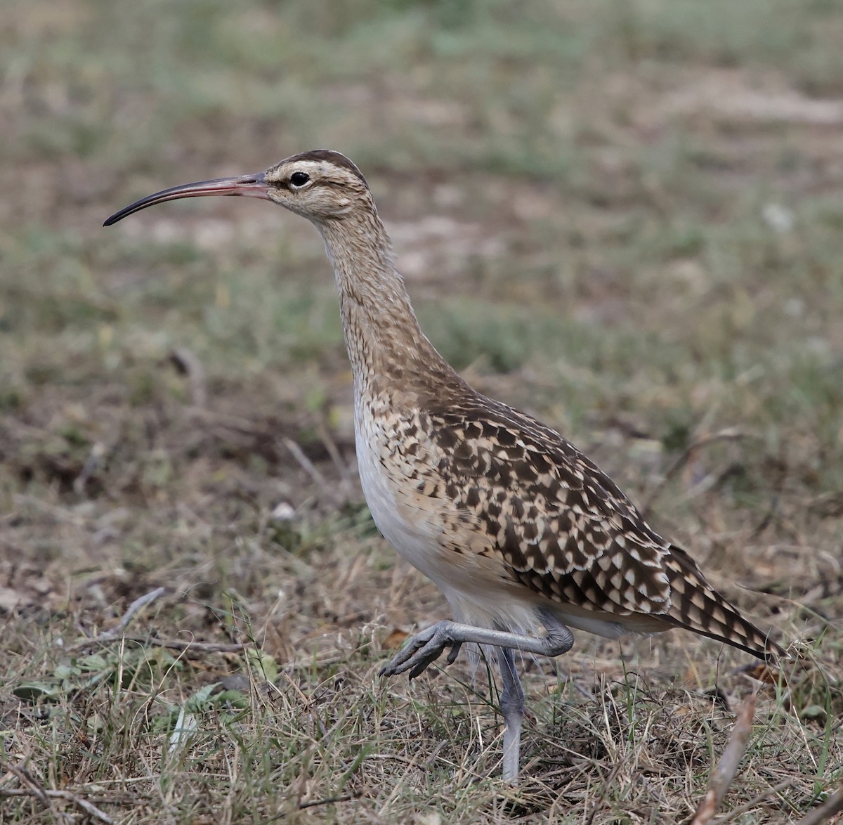 Bristle-thighed Curlew - ML646387750