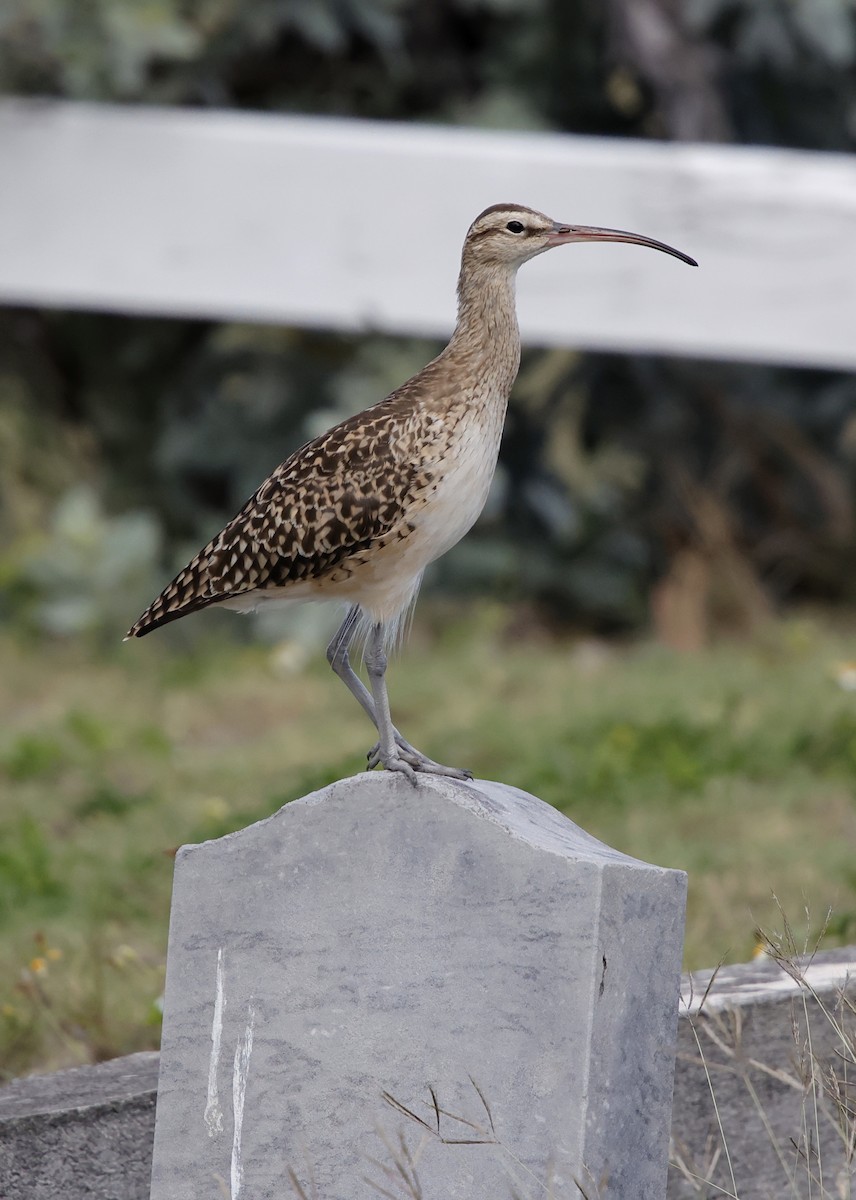 Bristle-thighed Curlew - ML646387751