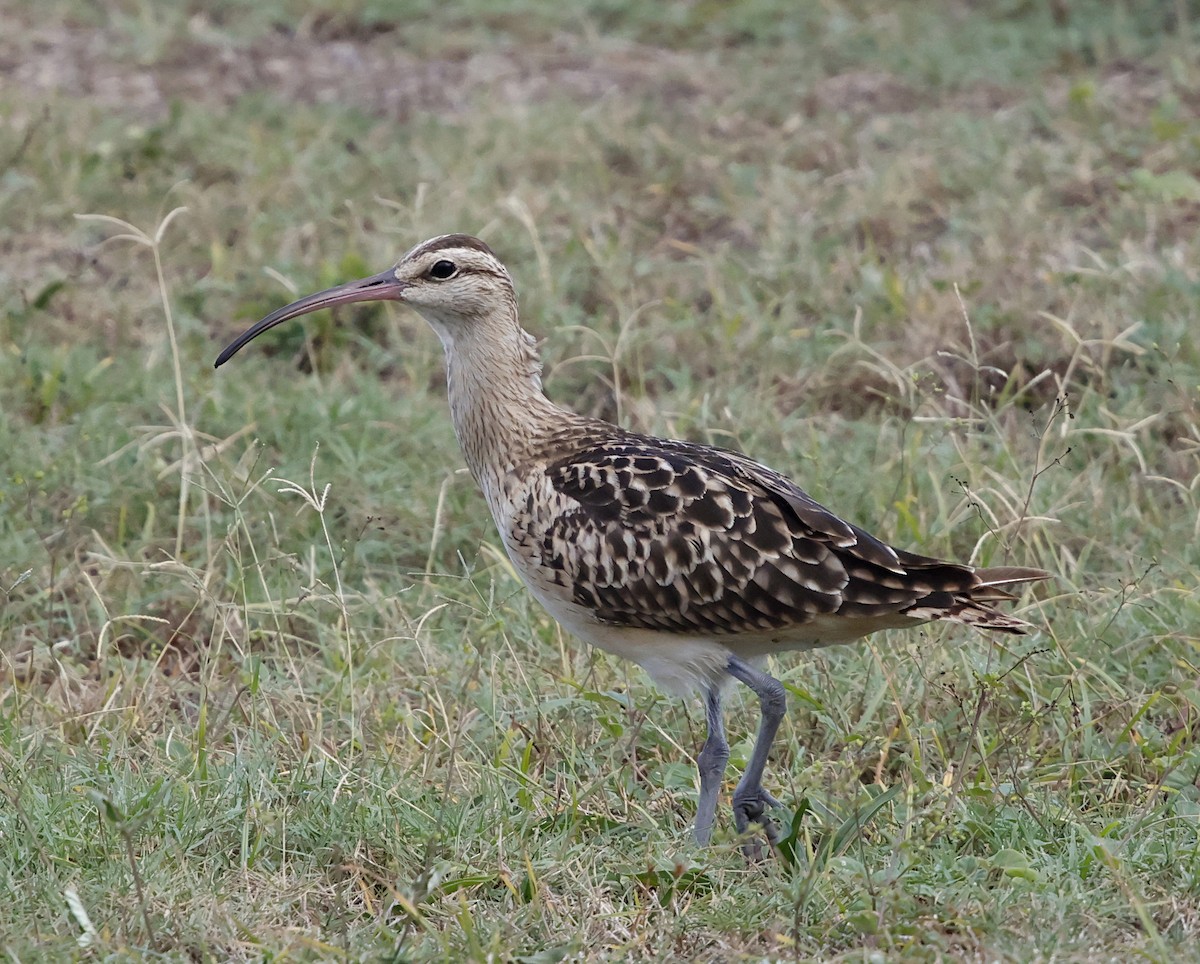 Bristle-thighed Curlew - ML646387752