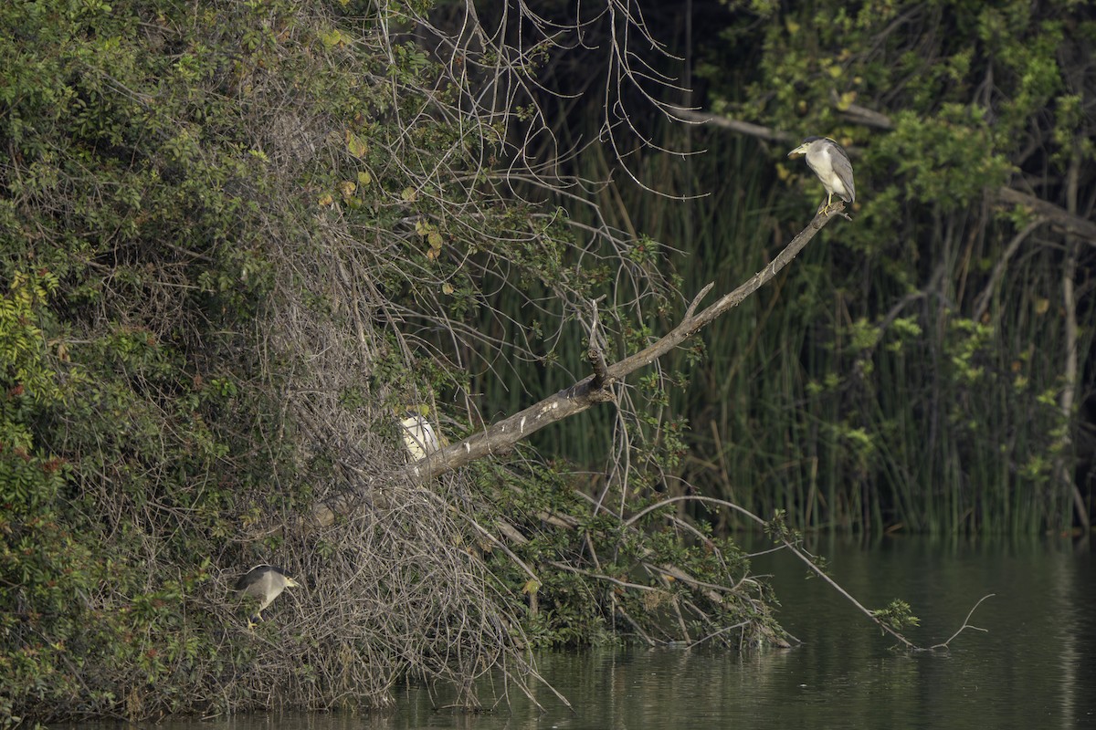 Ногоовор зашин - ML646387753