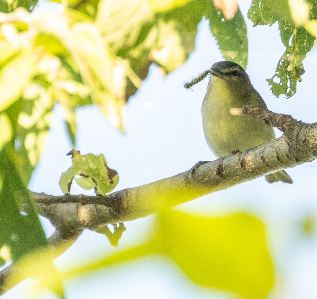 Philadelphia Vireo - ML646387755