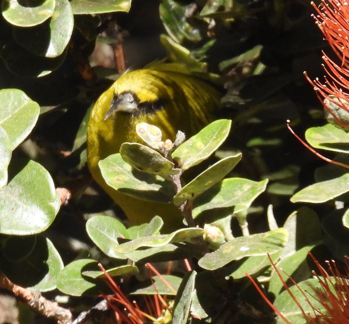 Hawaii Amakihi - ML646387759