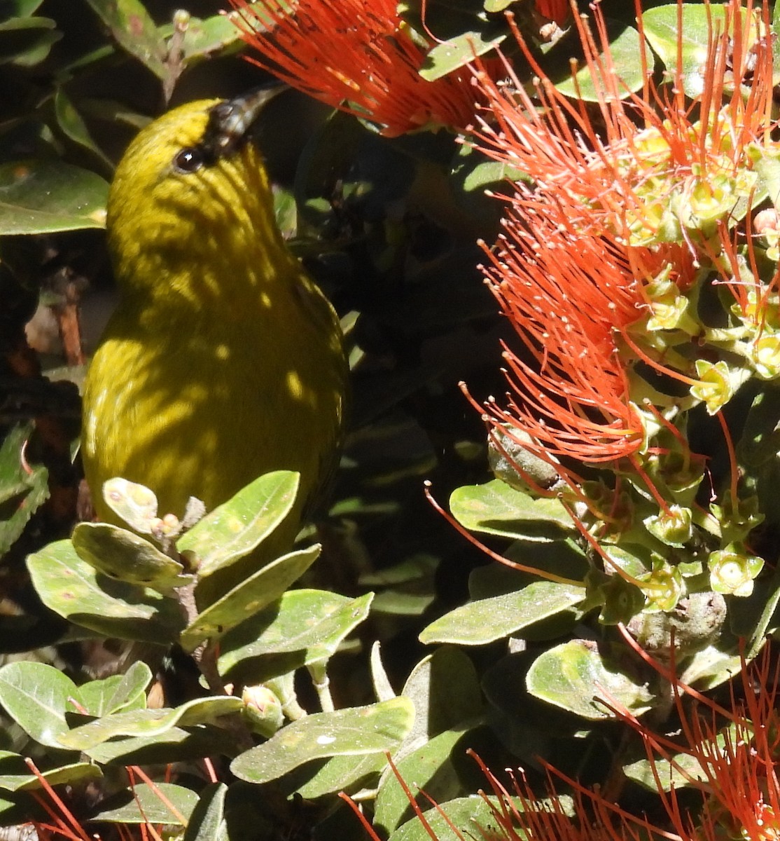 Hawaii Amakihi - ML646387760