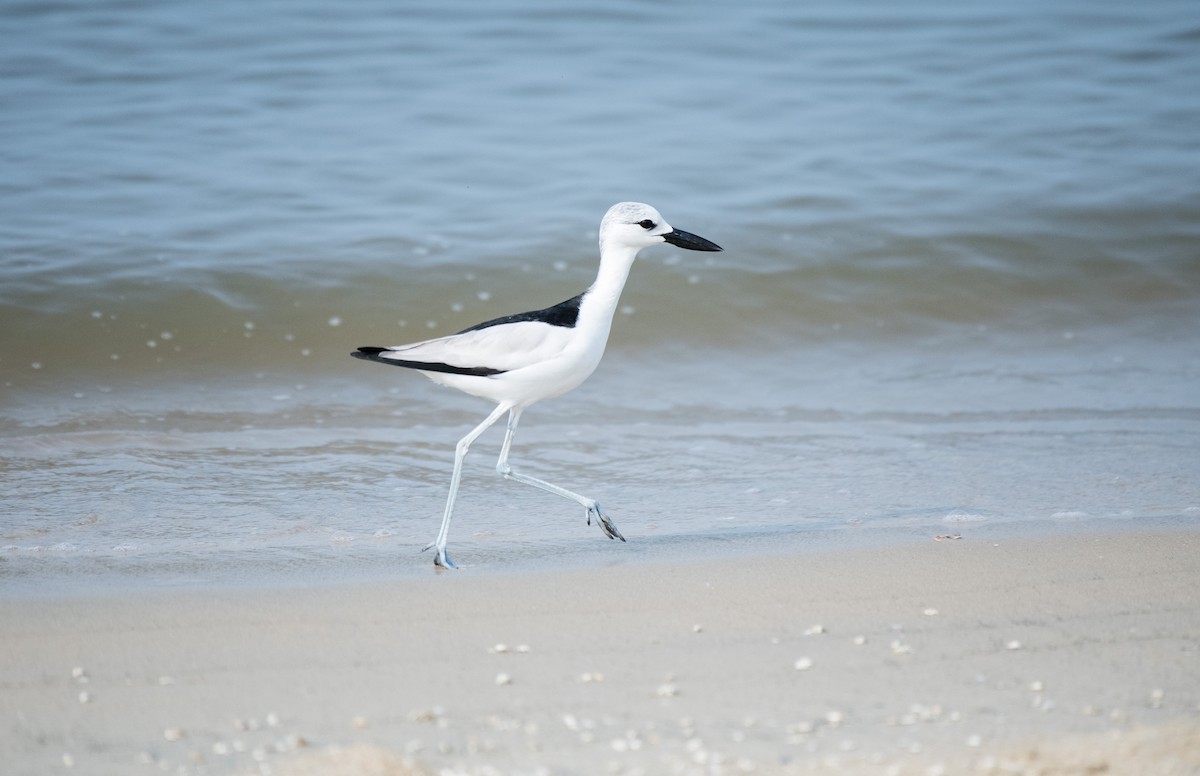 Crab-Plover - ML646387761