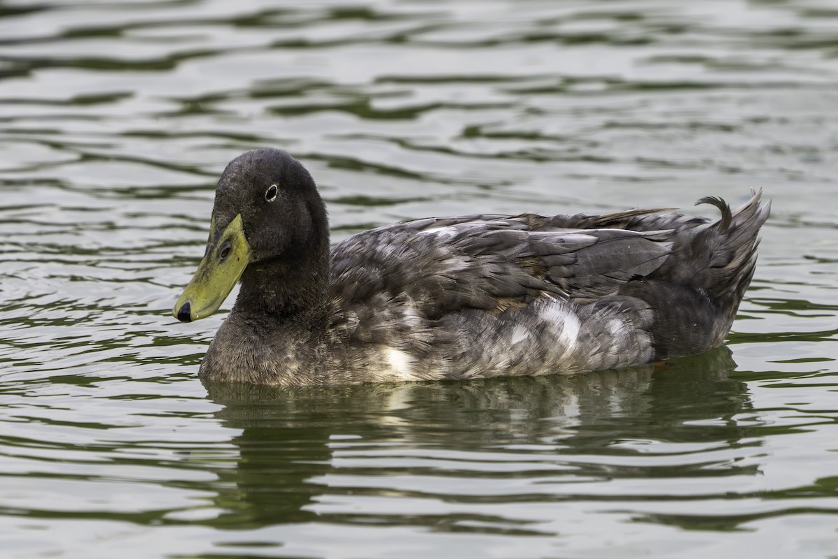 Тэжээмэл нугас - ML646387762