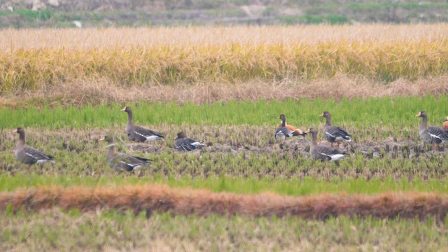 Greater White-fronted Goose - ML646387763