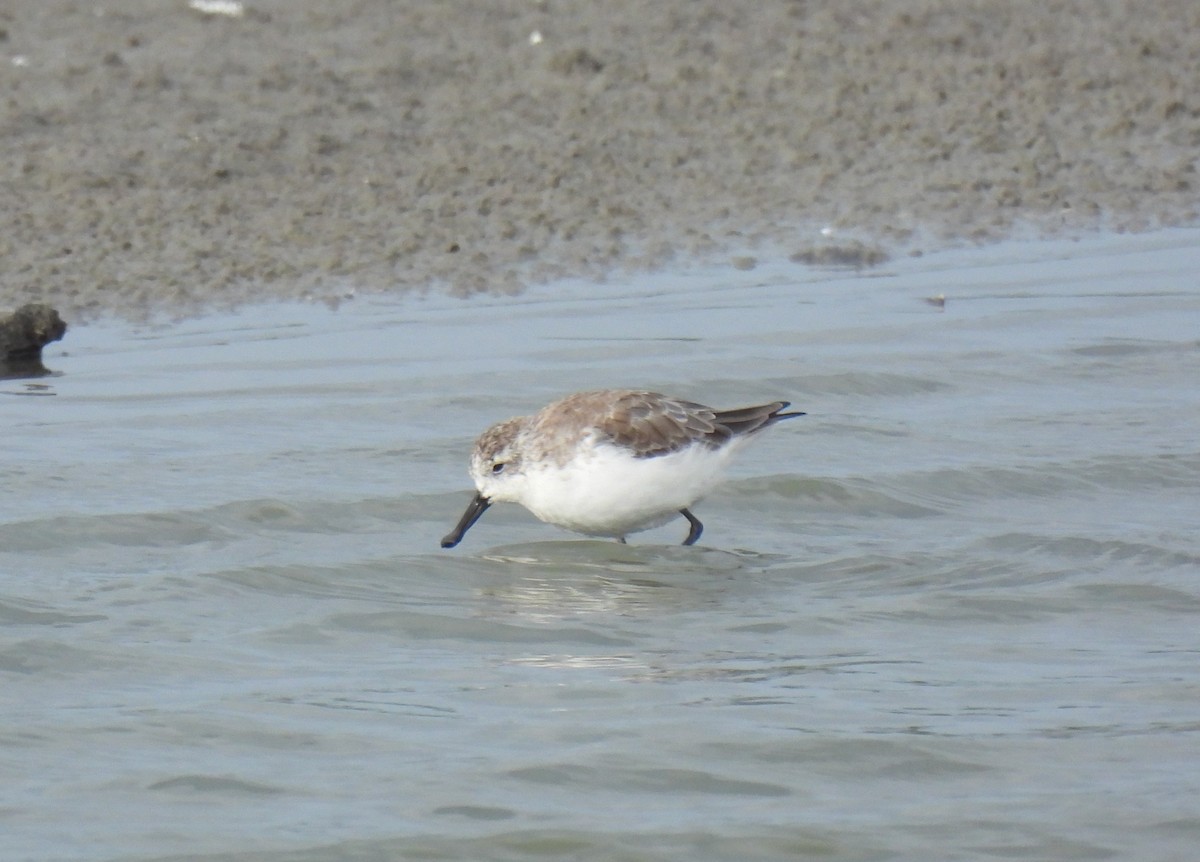 Spoon-billed Sandpiper - ML646387764