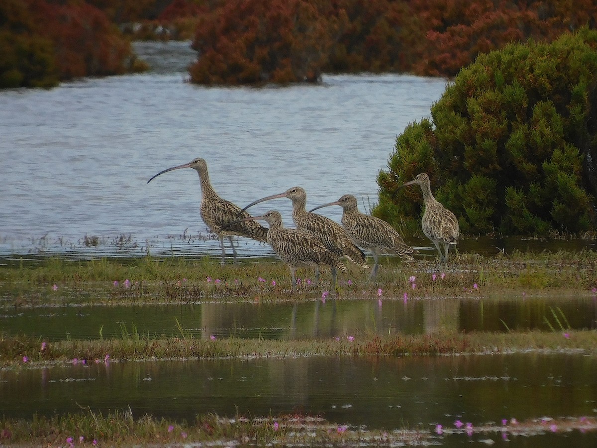 Far Eastern Curlew - ML646387765
