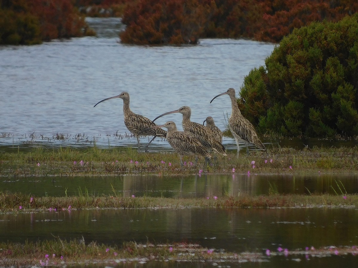 Far Eastern Curlew - ML646387766