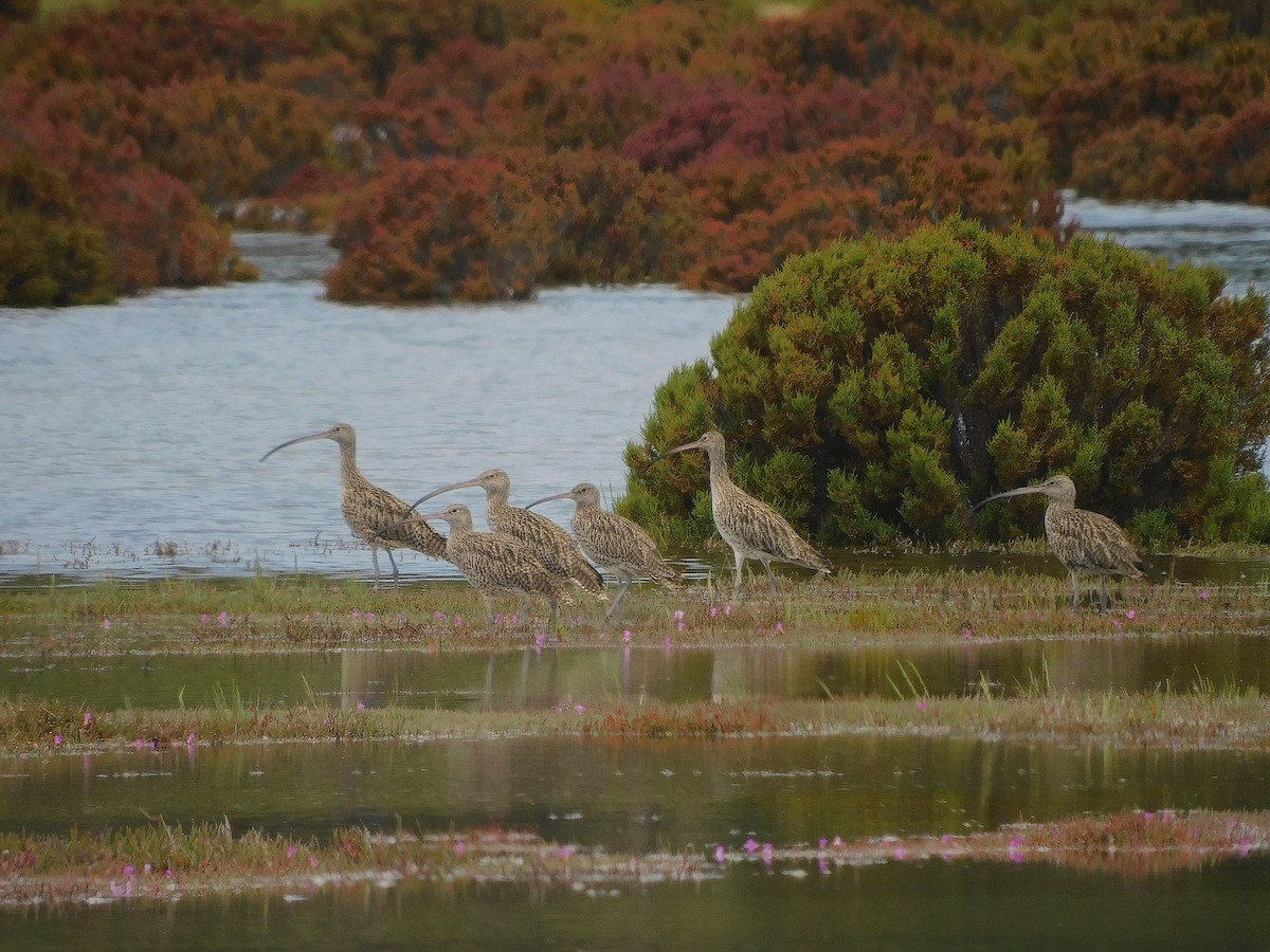 Far Eastern Curlew - ML646387767