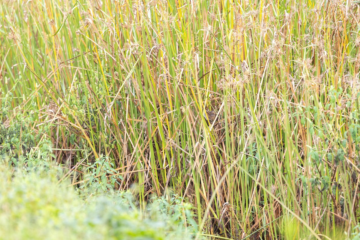 Baillon's Crake - ML646387768