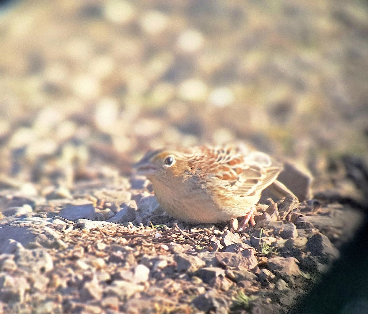 Grasshopper Sparrow - ML646387771