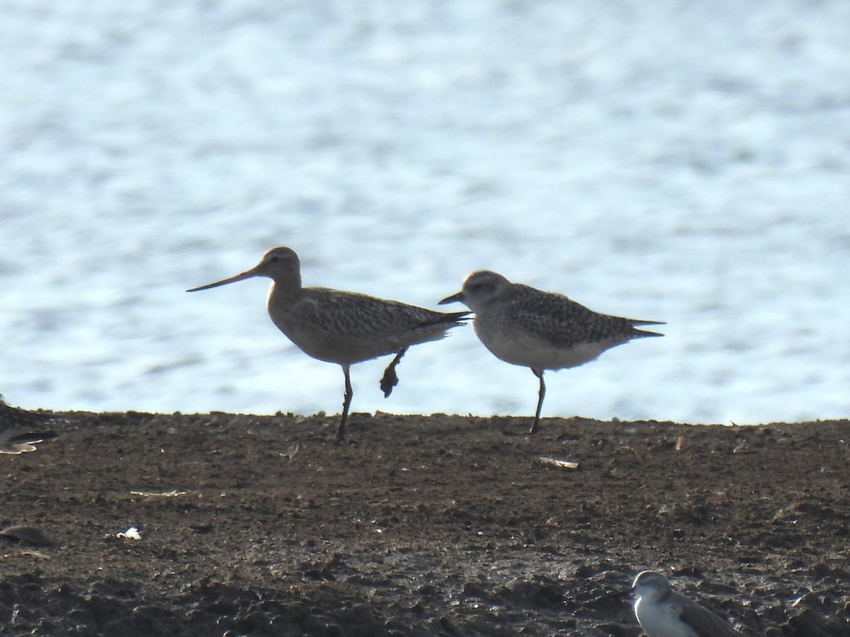 Bar-tailed Godwit (Siberian) - ML646387772