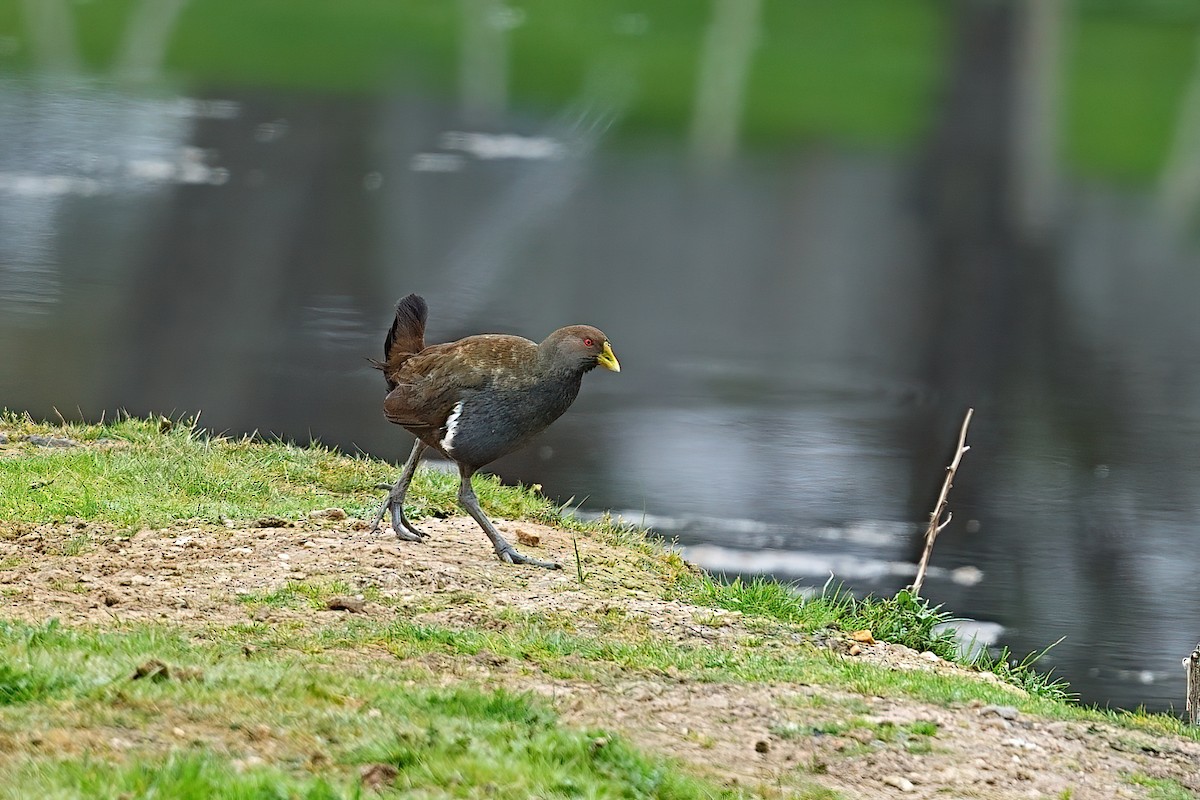 Tasmanian Nativehen - ML646387774