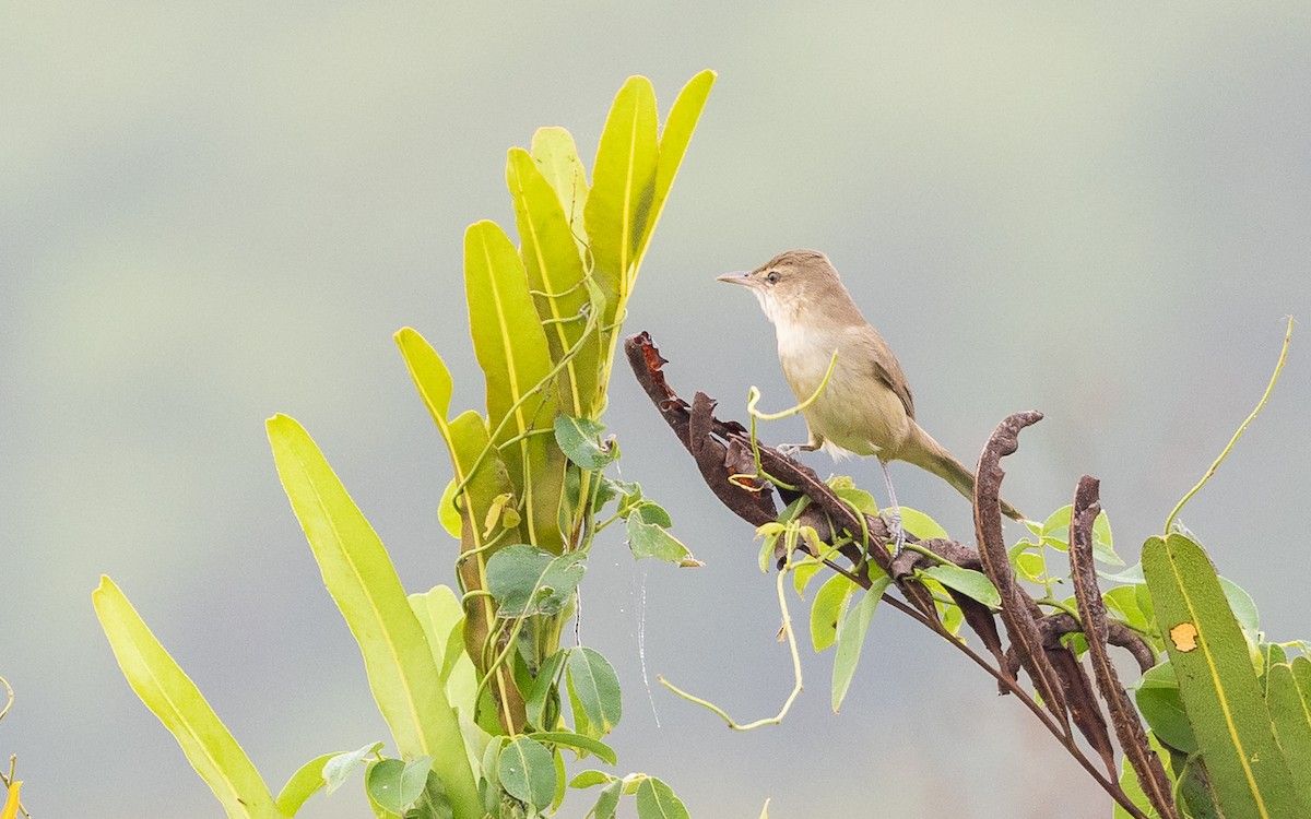 Clamorous Reed Warbler - ML646387775