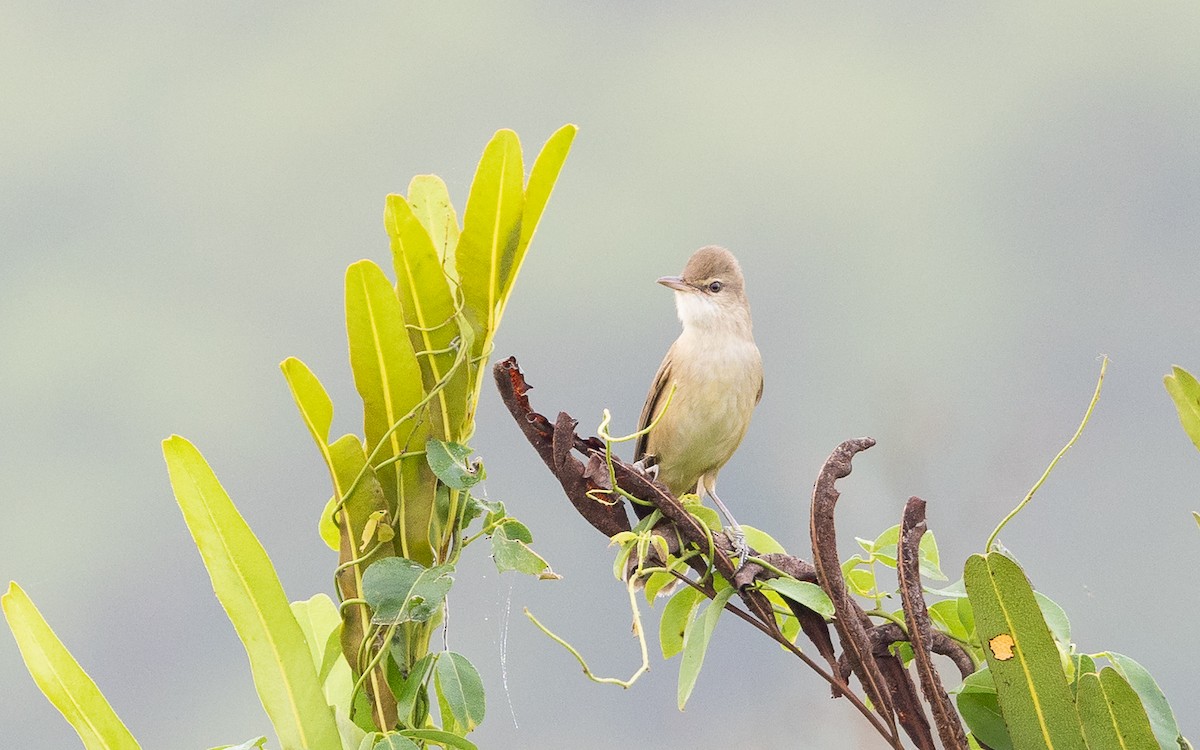 Clamorous Reed Warbler - ML646387776