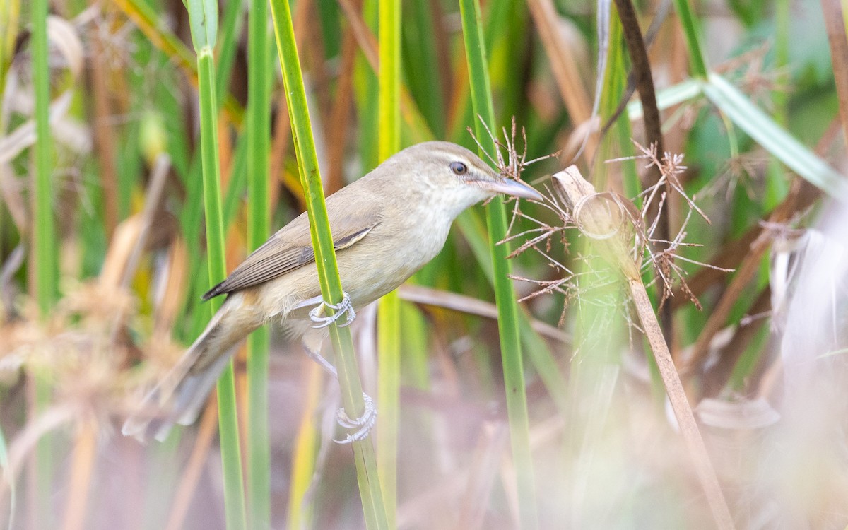 Clamorous Reed Warbler - ML646387777