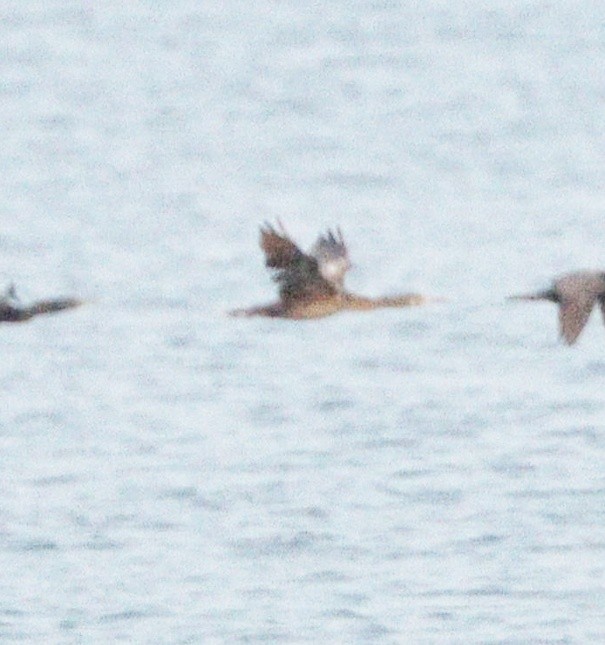 Socotra Cormorant - ML646387778