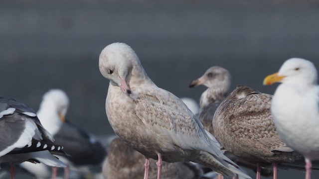 Glaucous Gull - ML646387783