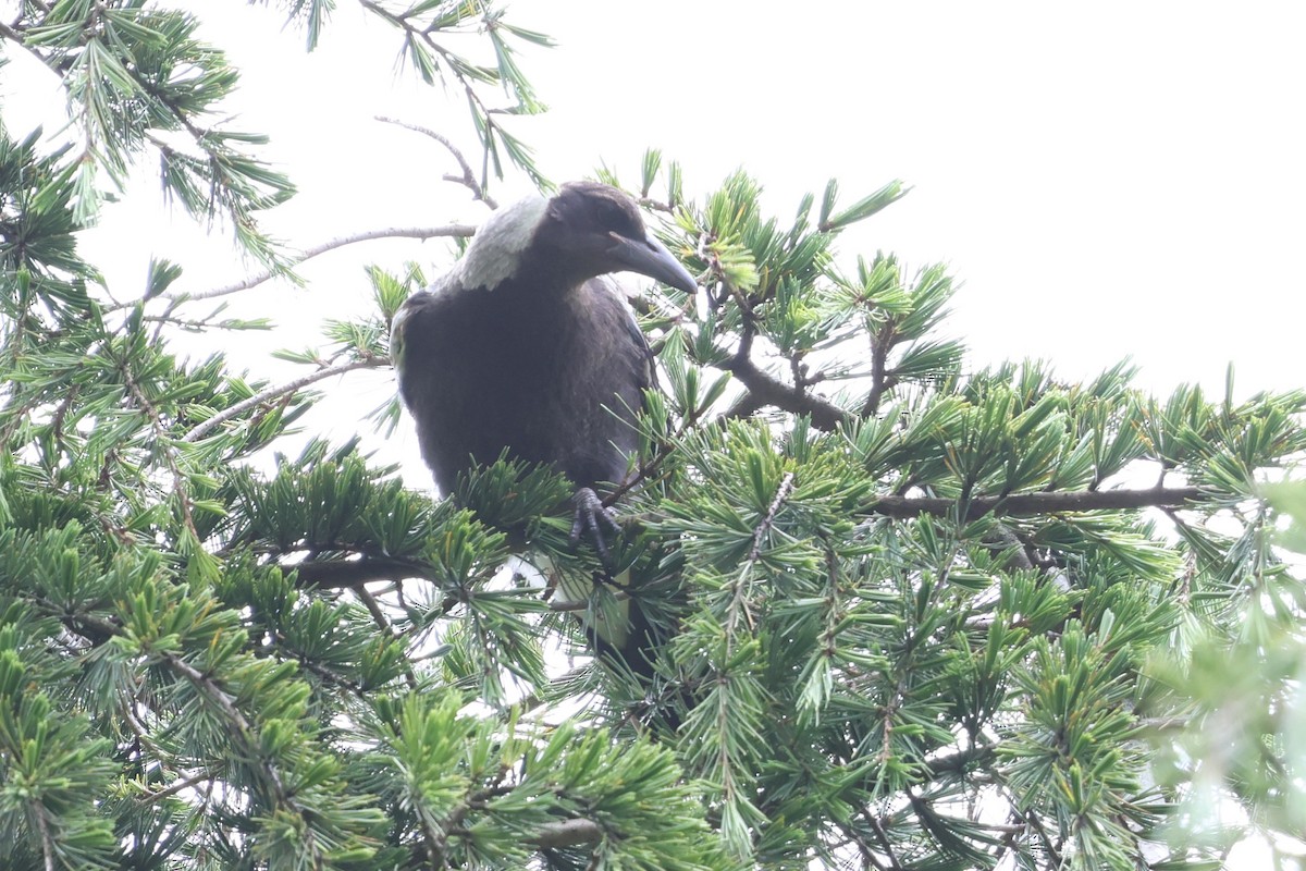 Australian Magpie - ML646387784