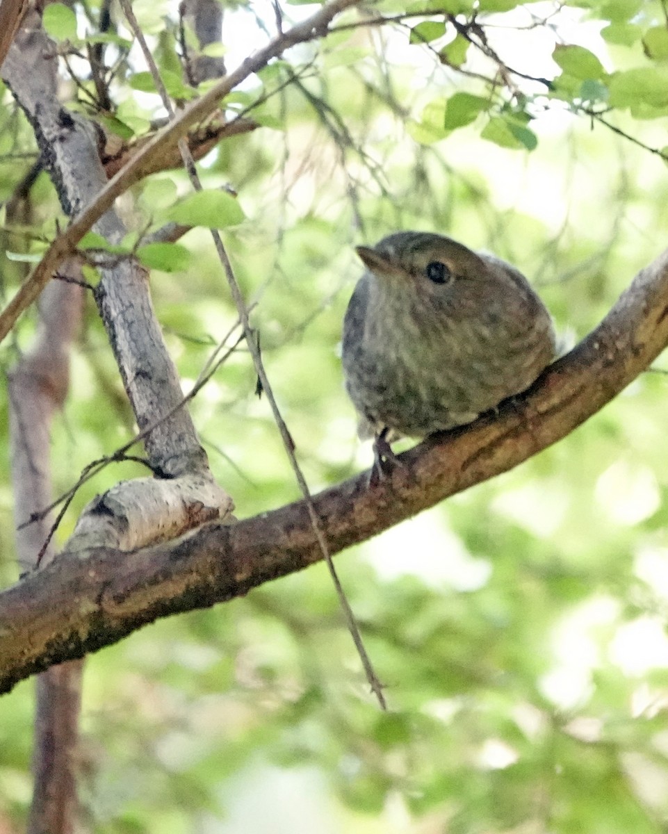 Gray Gerygone - ML646387785