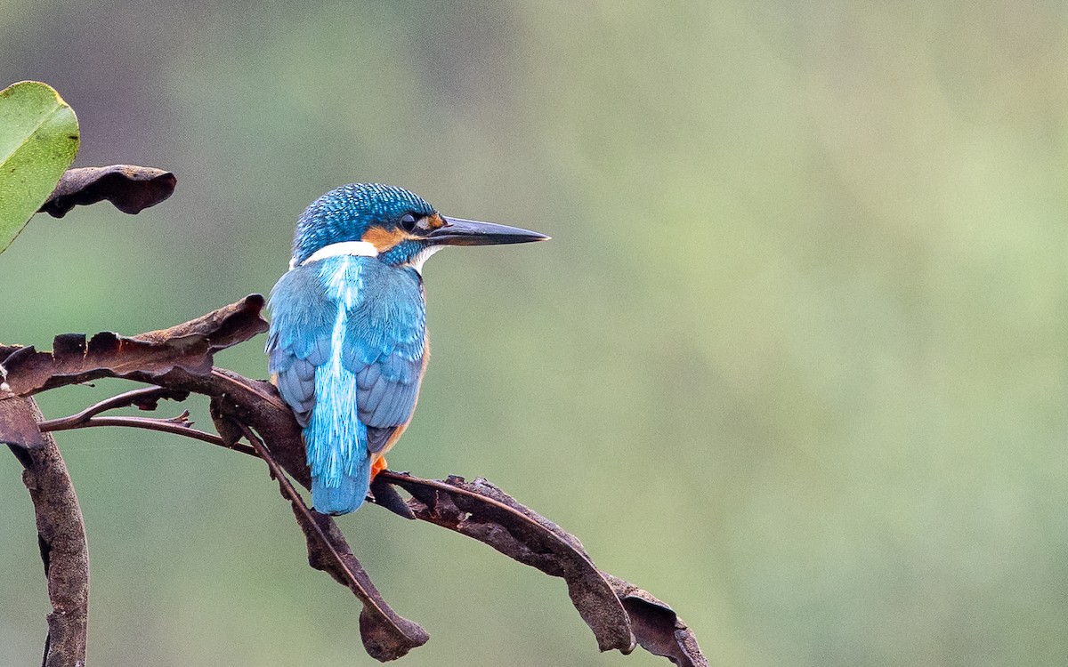 Common Kingfisher - ML646387786