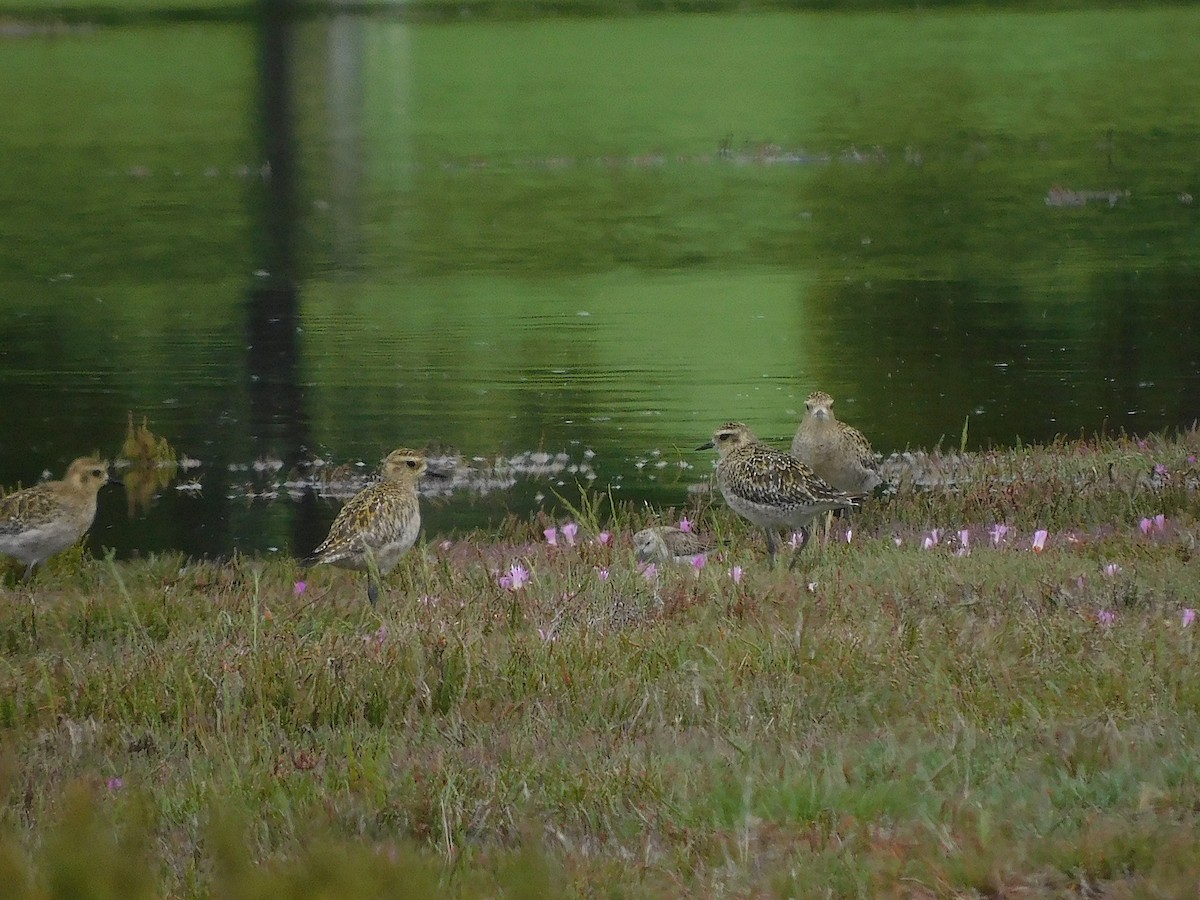 Red-necked Stint - ML646387792