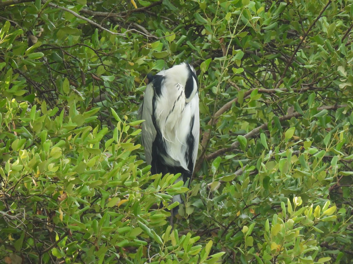 Gri Balıkçıl (cinerea/jouyi) - ML646387793