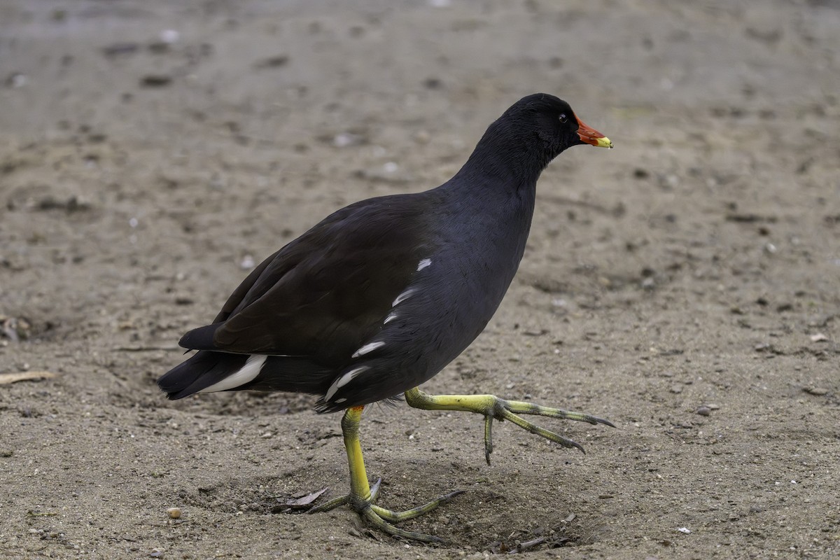 Курочка латиноамериканська - ML646387795