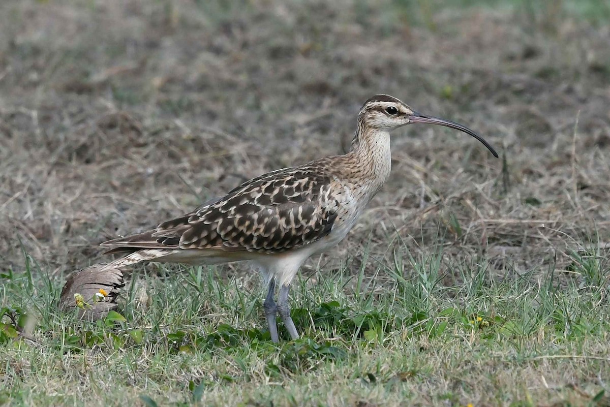 Bristle-thighed Curlew - ML646387796