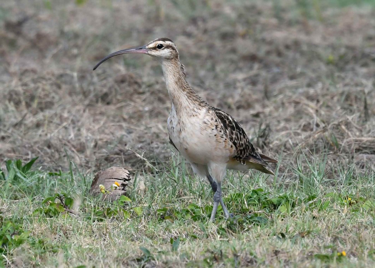 Bristle-thighed Curlew - ML646387797