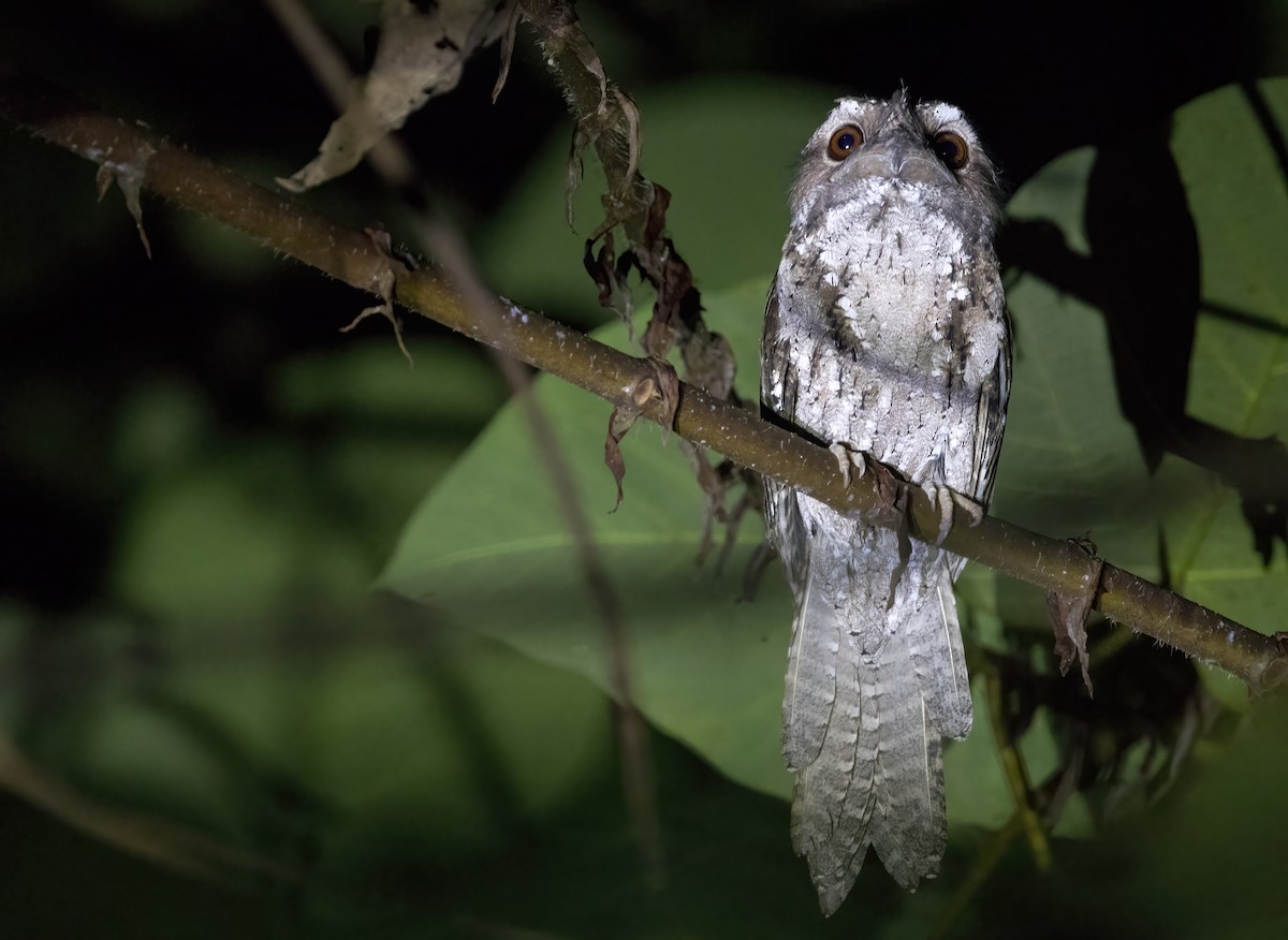 チャイロガマグチヨタカ - ML646387806