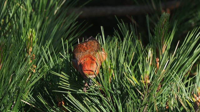 Red Crossbill - ML646387807