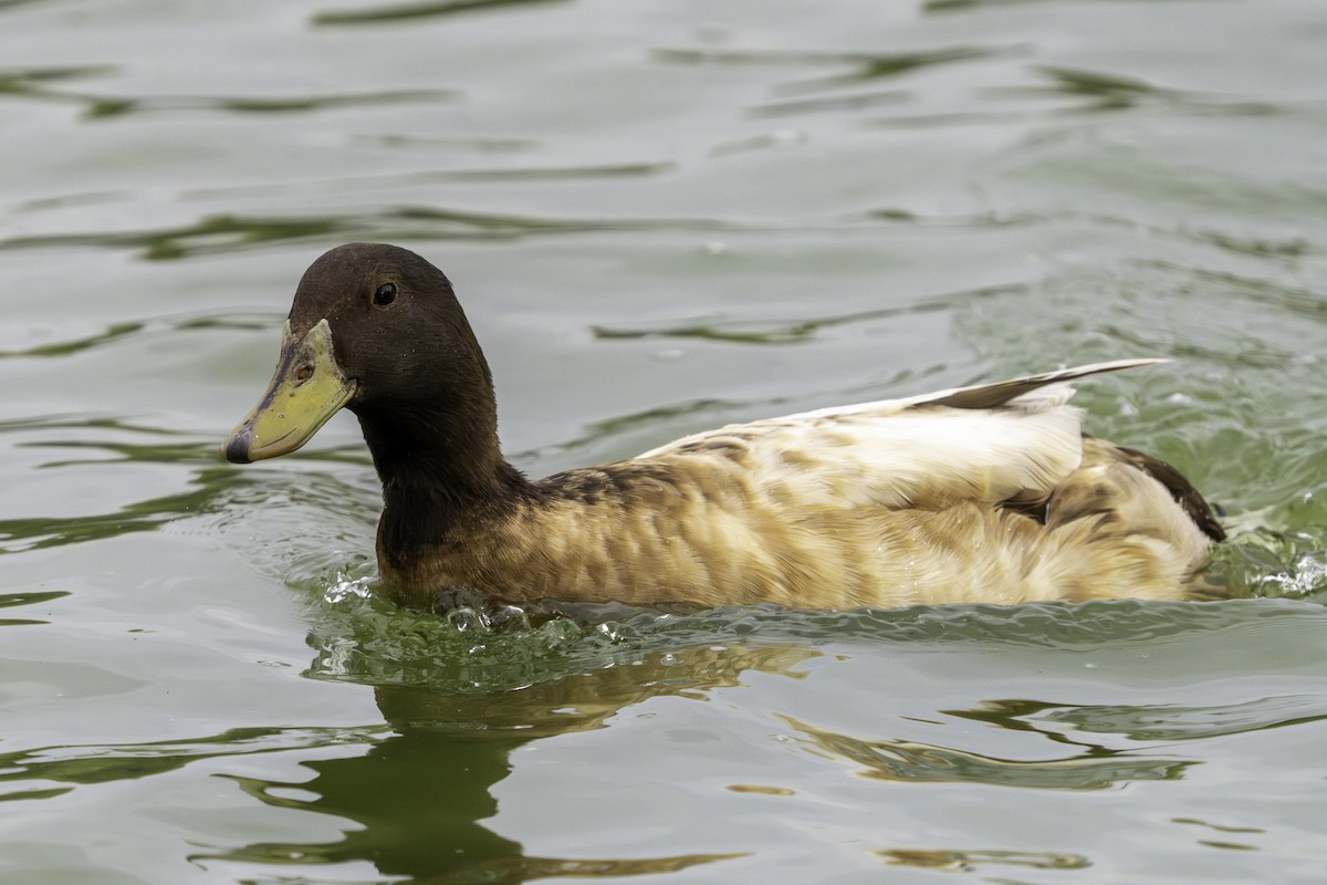 Mallard (Domestic type) - ML646387810