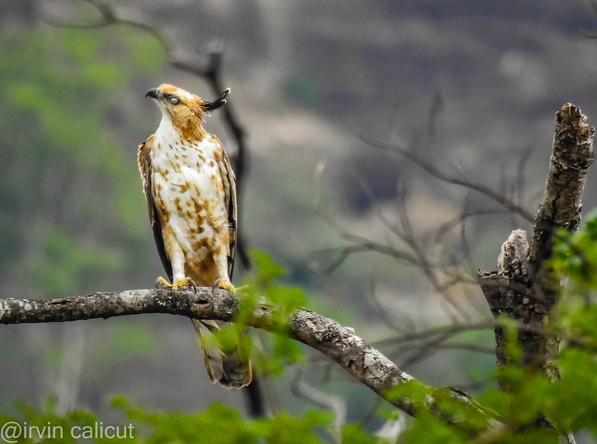 Changeable Hawk-Eagle (Crested) - ML646387811
