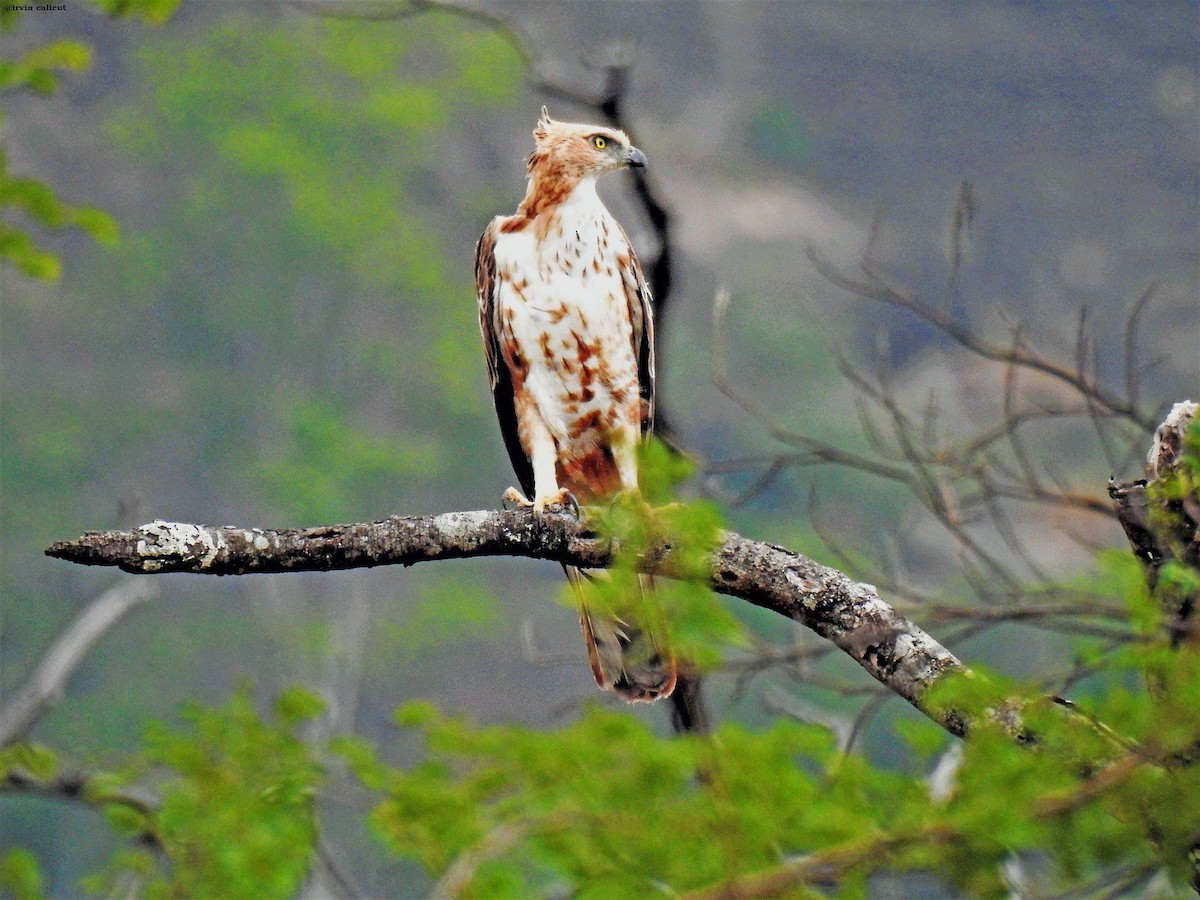 Changeable Hawk-Eagle (Crested) - ML646387812