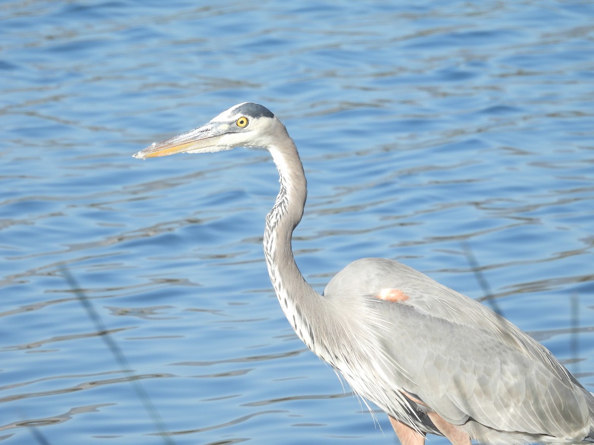 Great Blue Heron - ML646387813