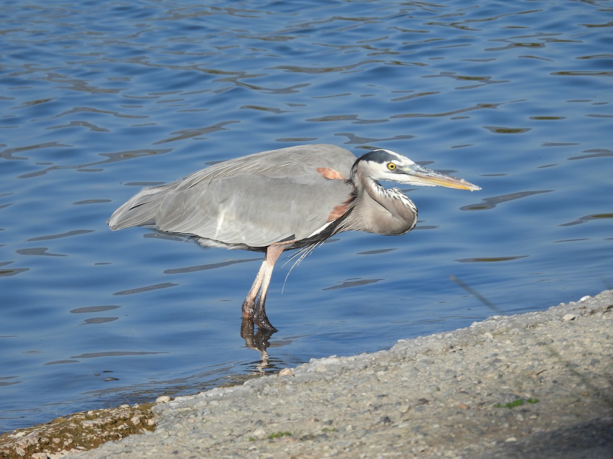 Great Blue Heron - ML646387814