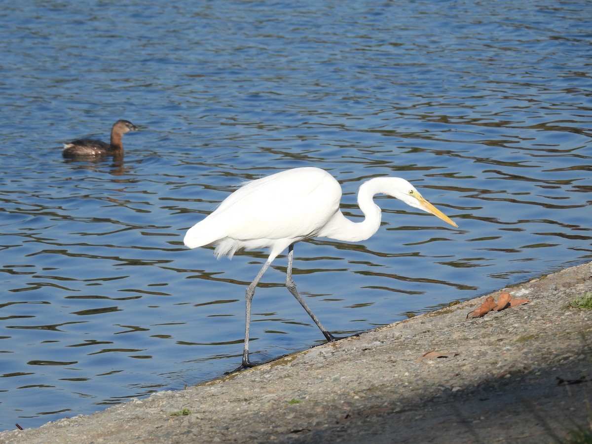Great Egret - ML646387815
