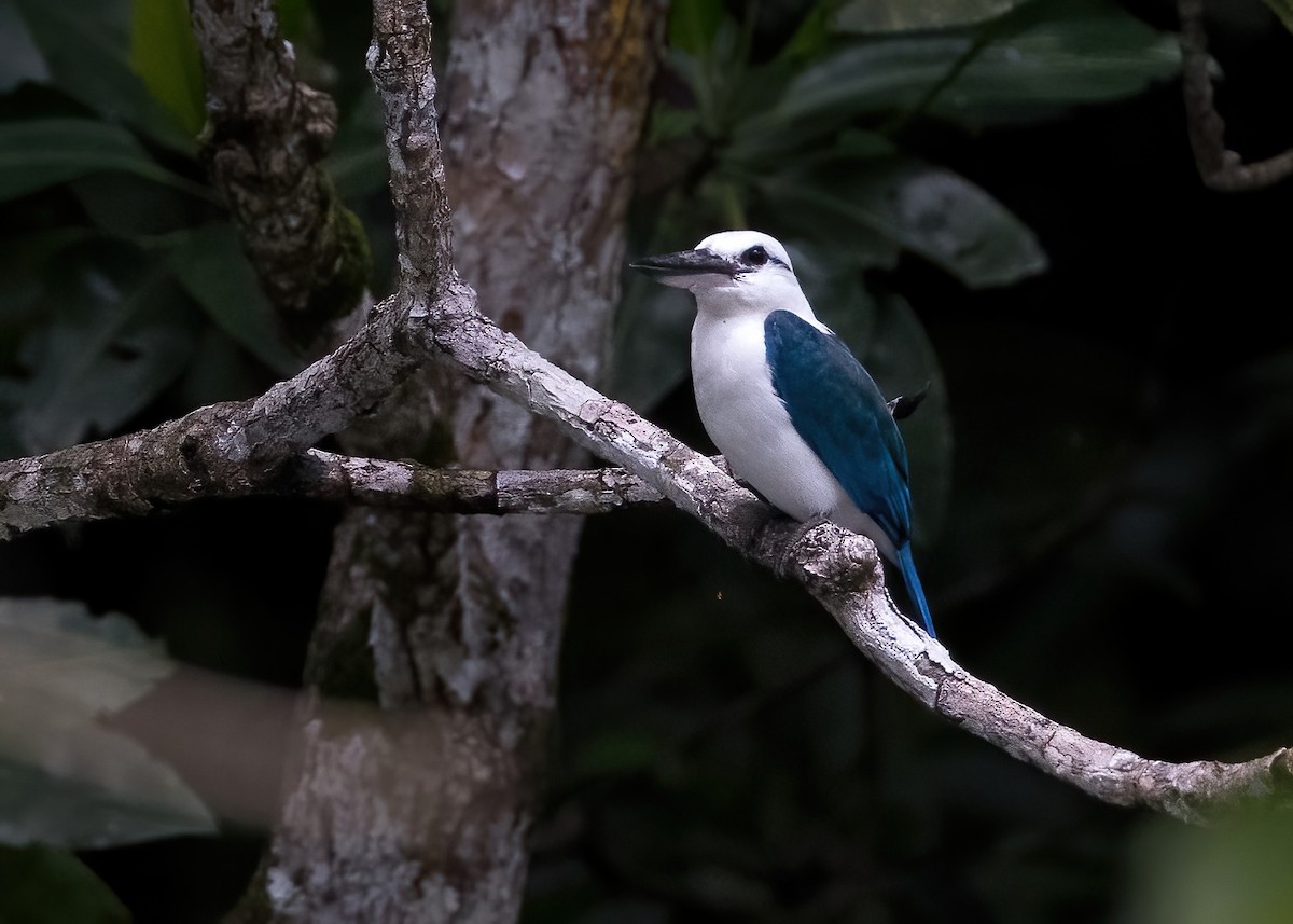 Beach Kingfisher - ML646387816
