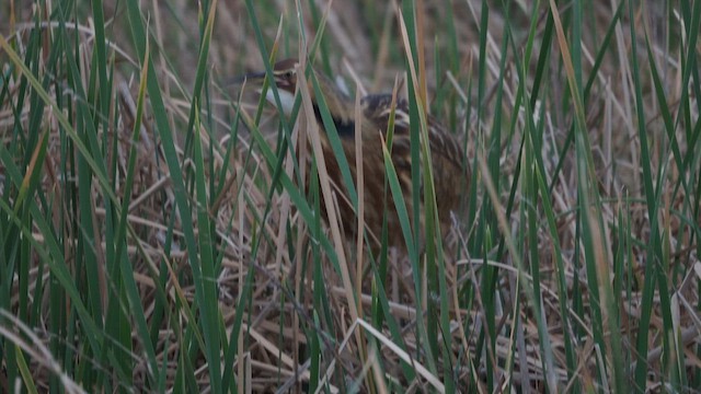 American Bittern - ML646387817