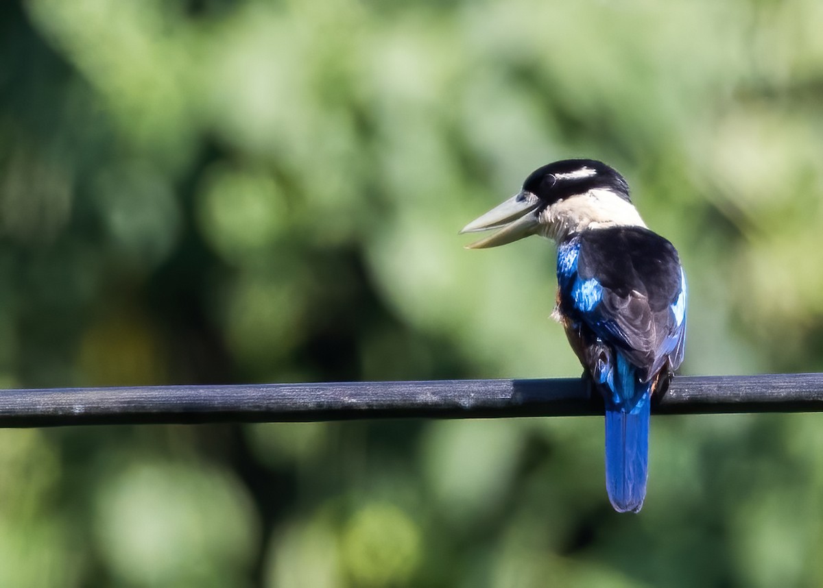 Rufous-bellied Kookaburra - ML646387818