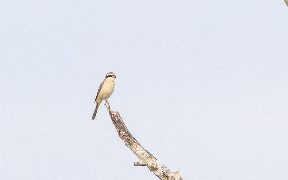 Brown Shrike - ML646387819