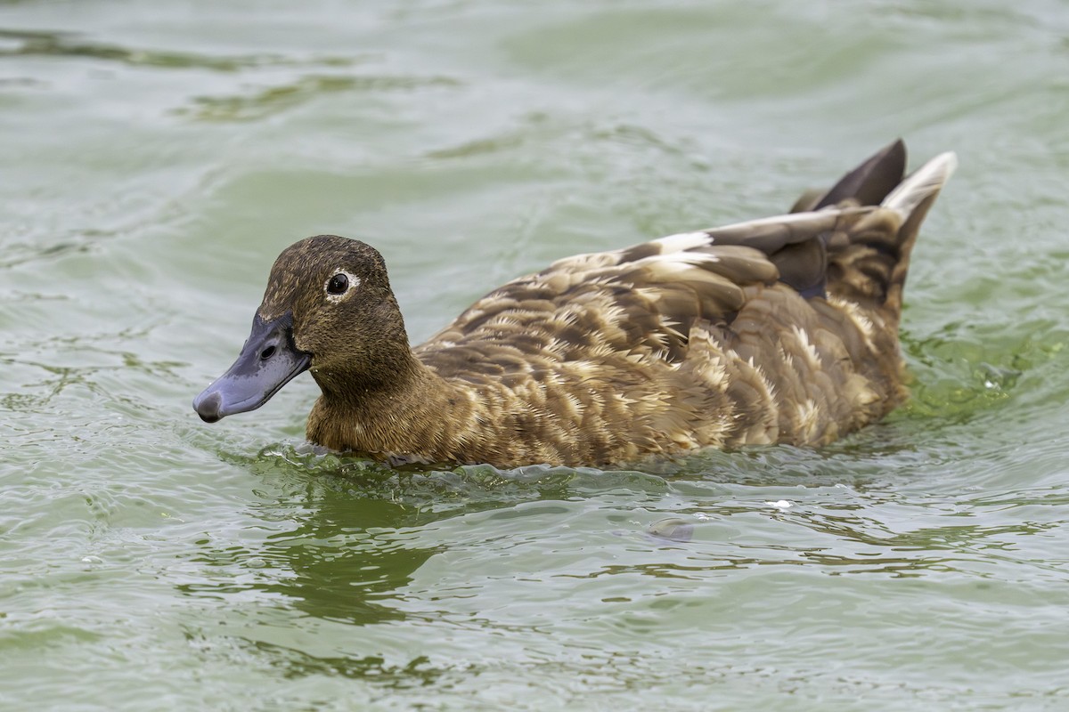 Mallard (Domestic type) - ML646387820