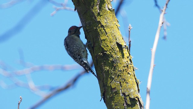 Yellow-bellied Sapsucker - ML646387828