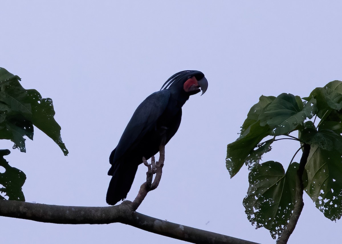 Palm Cockatoo - ML646387829