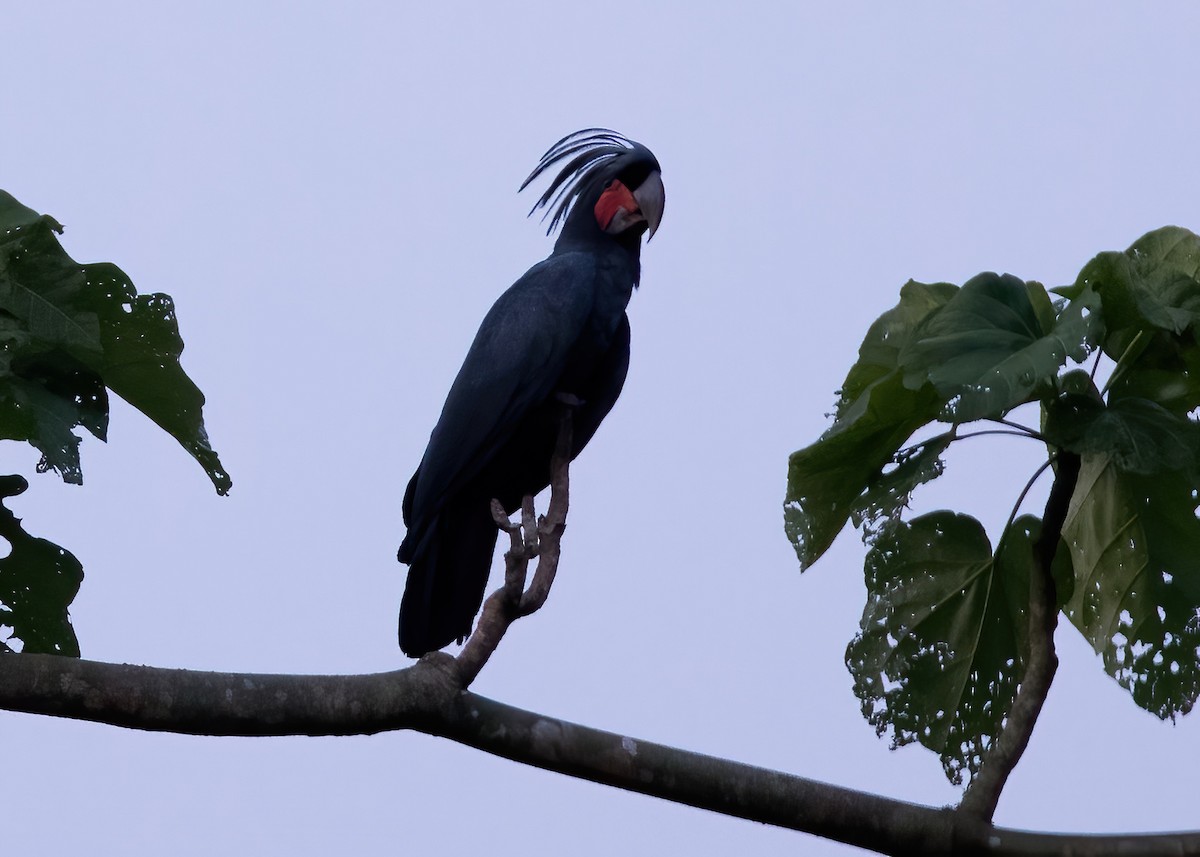 Palm Cockatoo - ML646387830