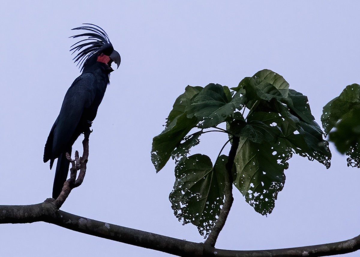 Palm Cockatoo - ML646387831